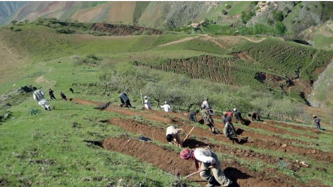 در صدها جریب زمین در ولایت بدخشان پسته کشت خواهد شد